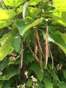 Catalpa Seed Pods at Kingham Cottages