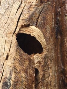 Wasp nest developing at Kingham Cottages