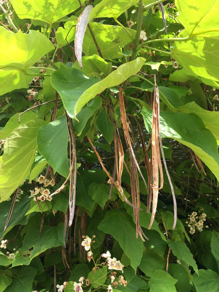Orchid Tree or Indian Bean Tree at Kingham Cottages? Kingham Cottages